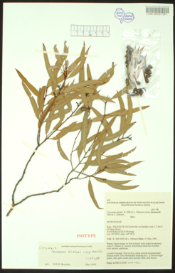 APII jpeg image of Corymbia blakei  © contact APII