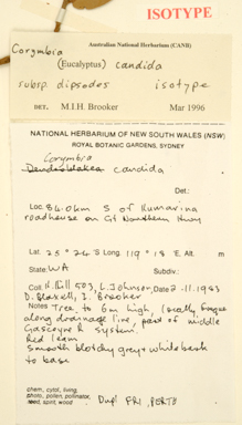 APII jpeg image of Corymbia candida subsp. dipsodes  © contact APII