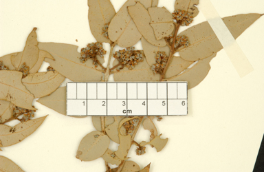 APII jpeg image of Corymbia candida subsp. dipsodes  © contact APII