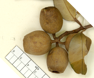 APII jpeg image of Corymbia haematoxylon  © contact APII