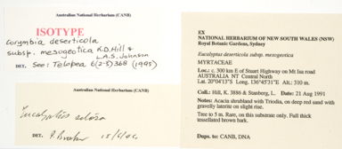 APII jpeg image of Corymbia deserticola subsp. mesogeotica  © contact APII