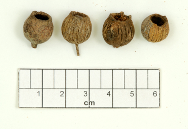 APII jpeg image of Corymbia deserticola subsp. mesogeotica  © contact APII