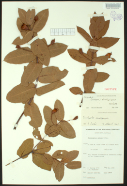 APII jpeg image of Corymbia dunlopiana  © contact APII