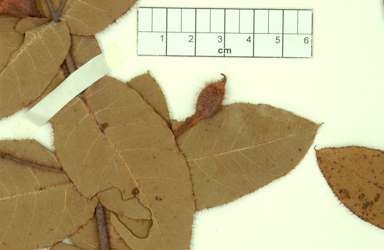 APII jpeg image of Corymbia dunlopiana  © contact APII