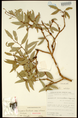 APII jpeg image of Corymbia ferriticola  © contact APII