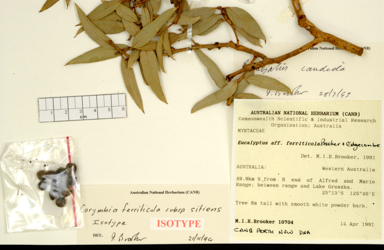 APII jpeg image of Corymbia ferriticola  © contact APII