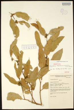 APII jpeg image of Corymbia flavescens  © contact APII