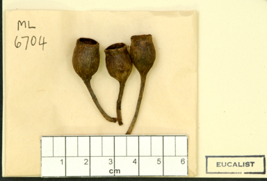 APII jpeg image of Corymbia grandifolia subsp. longa  © contact APII