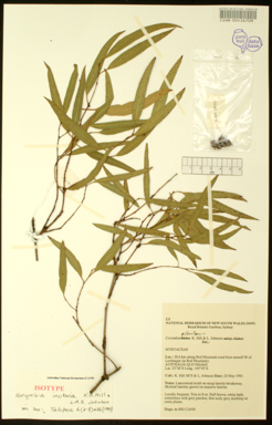 APII jpeg image of Corymbia inobvia  © contact APII