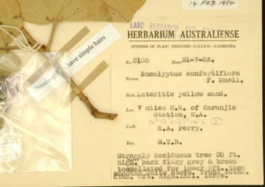 APII jpeg image of Corymbia karelgica  © contact APII