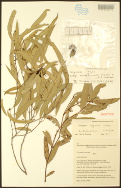 APII jpeg image of Corymbia ligans subsp. burdekinensis  © contact APII