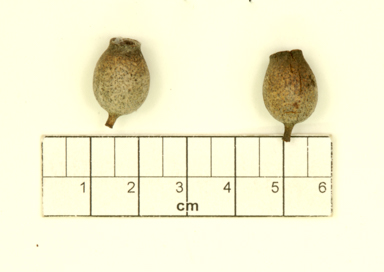 APII jpeg image of Corymbia ligans subsp. burdekinensis  © contact APII