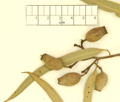 APII jpeg image of Corymbia ligans subsp. novocastrensis  © contact APII