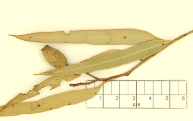 APII jpeg image of Corymbia ligans subsp. novocastrensis  © contact APII