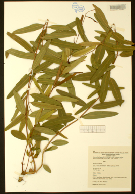 APII jpeg image of Eucalyptus serendipita  © contact APII