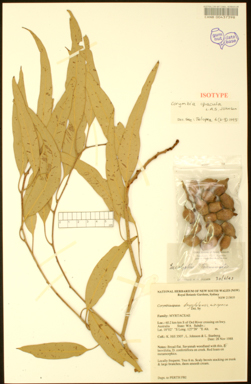 APII jpeg image of Corymbia opacula  © contact APII