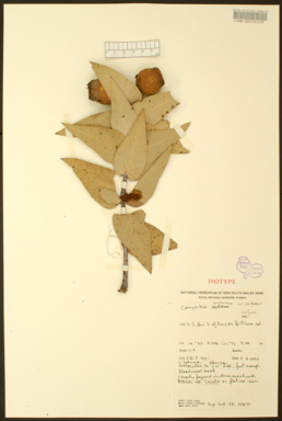 APII jpeg image of Corymbia pachycarpa  © contact APII