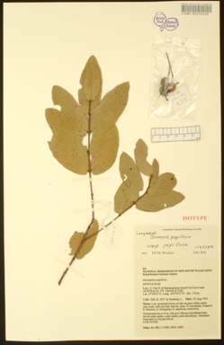 APII jpeg image of Corymbia papillosa  © contact APII