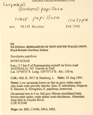 APII jpeg image of Corymbia papillosa  © contact APII