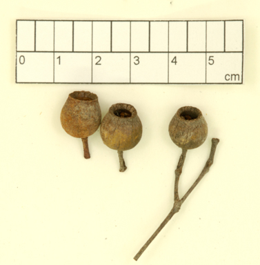 APII jpeg image of Corymbia papillosa  © contact APII