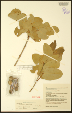 APII jpeg image of Corymbia papillosa subsp. globifera  © contact APII