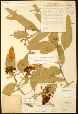 APII jpeg image of Corymbia opaca x dampieri  © contact APII