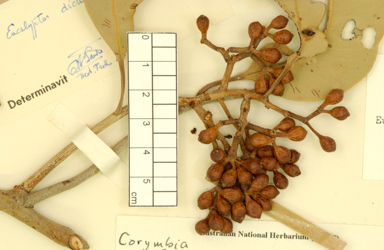 APII jpeg image of Corymbia opaca x dampieri  © contact APII