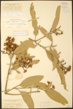 APII jpeg image of Corymbia opaca x dampieri  © contact APII