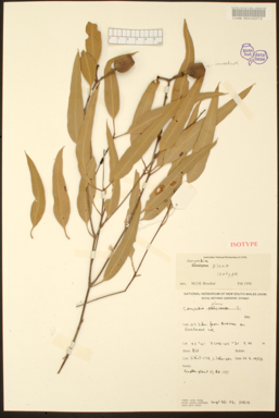 APII jpeg image of Corymbia plena  © contact APII