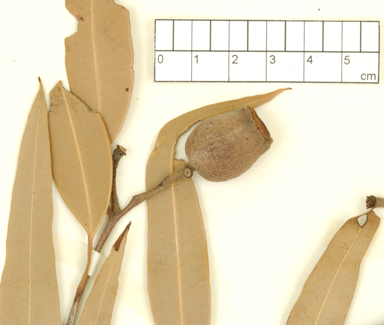 APII jpeg image of Corymbia plena  © contact APII