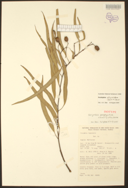 APII jpeg image of Corymbia ellipsoidea  © contact APII