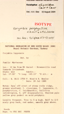 APII jpeg image of Corymbia ellipsoidea  © contact APII