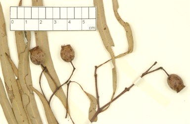 APII jpeg image of Corymbia ellipsoidea  © contact APII