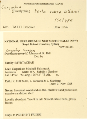 APII jpeg image of Corymbia torta subsp. allanii  © contact APII