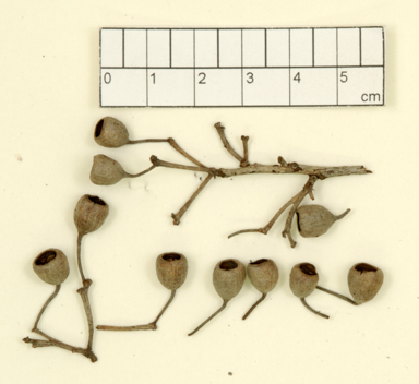 APII jpeg image of Corymbia torta subsp. mixtifolia  © contact APII