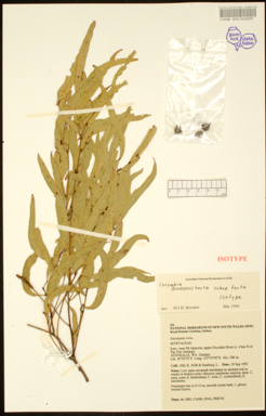 APII jpeg image of Corymbia torta subsp. torta  © contact APII