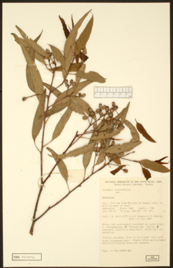 APII jpeg image of Corymbia trachyphloia subsp. amphistomatica  © contact APII