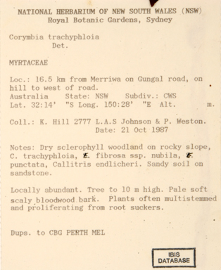 APII jpeg image of Corymbia trachyphloia subsp. amphistomatica  © contact APII