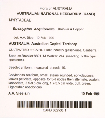 APII jpeg image of Eucalyptus aequioperta  © contact APII