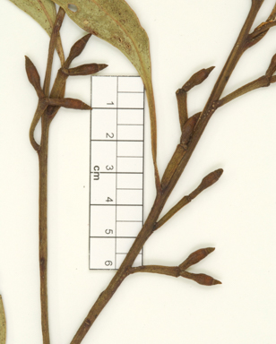 APII jpeg image of Eucalyptus cypellocarpa  © contact APII