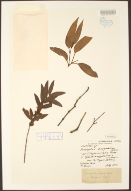 APII jpeg image of Eucalyptus amygdalina x risdonii  © contact APII