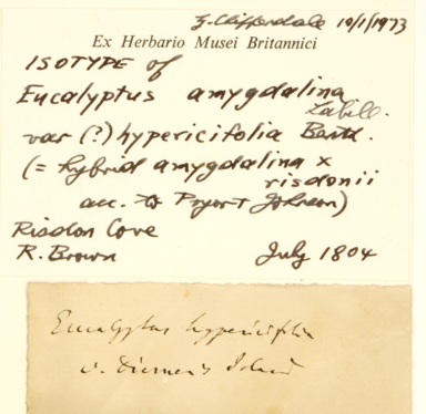 APII jpeg image of Eucalyptus amygdalina x risdonii  © contact APII