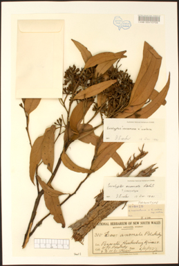 APII jpeg image of Eucalyptus racemosa x umbra  © contact APII