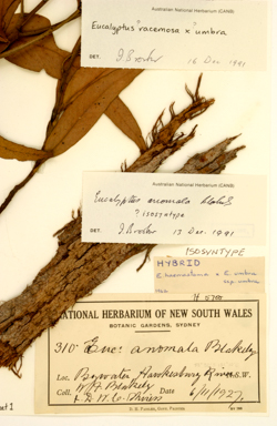 APII jpeg image of Eucalyptus racemosa x umbra  © contact APII