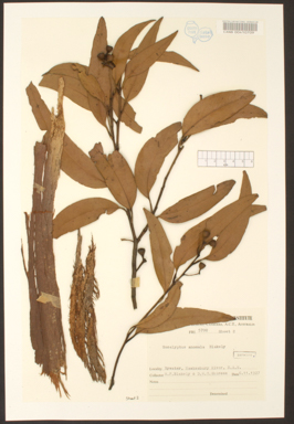 APII jpeg image of Eucalyptus racemosa x umbra  © contact APII