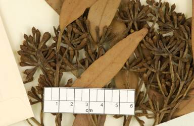 APII jpeg image of Eucalyptus racemosa x umbra  © contact APII