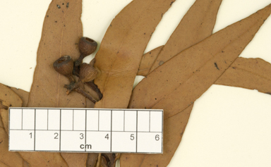 APII jpeg image of Eucalyptus racemosa x umbra  © contact APII