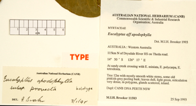 APII jpeg image of Eucalyptus apodophylla subsp. provecta  © contact APII