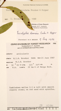 APII jpeg image of Eucalyptus articulata  © contact APII