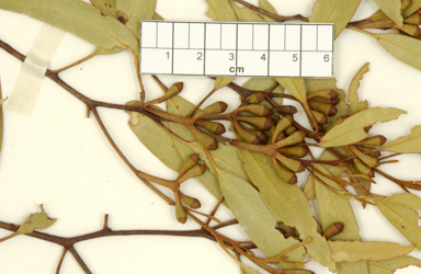 APII jpeg image of Eucalyptus articulata  © contact APII